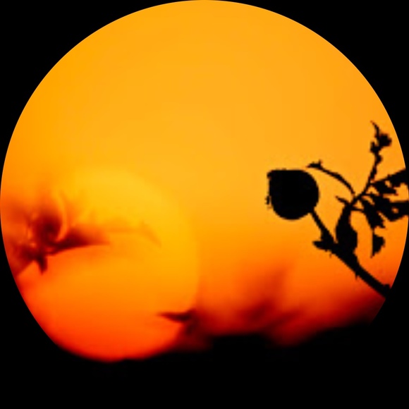 halida222